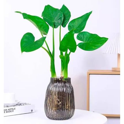 水培植物千手观音盆栽净化空气室内盆景滴水观音千佛手绿萝常绿叶