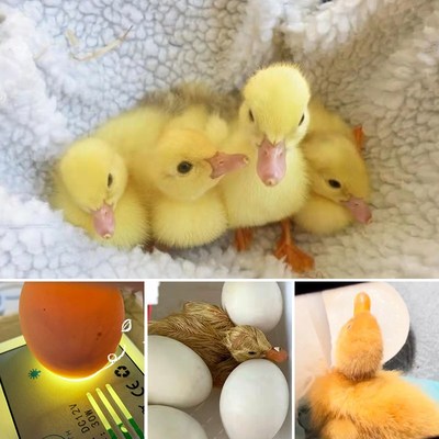 鸭种蛋新鲜白羽网红宠物鸭柯尔可达受精蛋可孵化小黄鸭出壳率高
