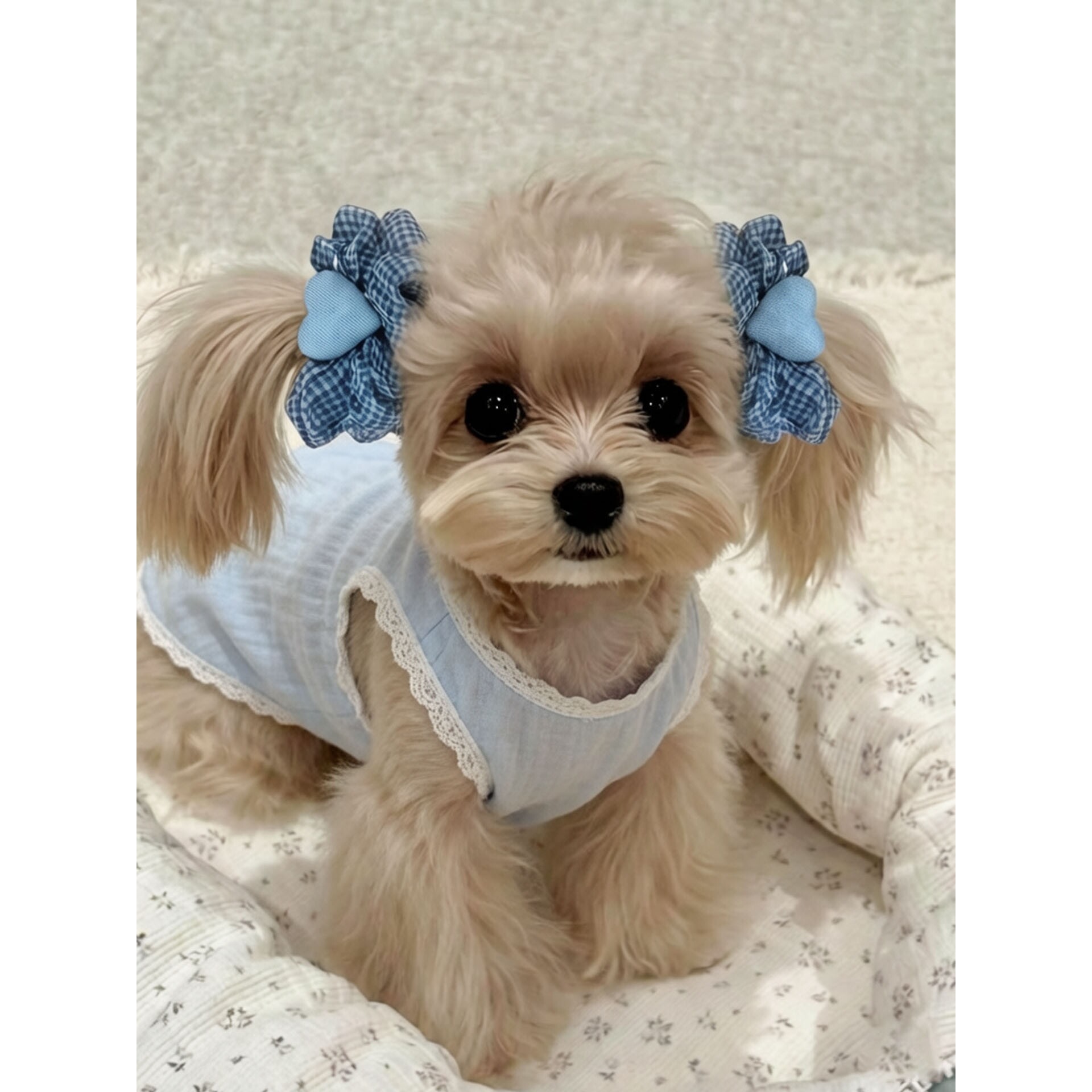 狗狗耳花长耳狗发圈美卡耳套查理王可卡布宠物饰品吃饭防脏毛发绳