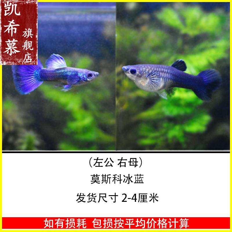 新品冰蓝孔雀鱼莫斯科冰蓝凤尾鱼彩霞鱼淡水热带小型观赏鱼活体胎