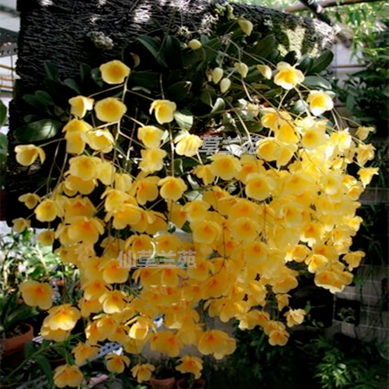 大龟背石斛石斛苗石斛兰洋兰花苗食用石斛苗石斛原生种缸养造景苗