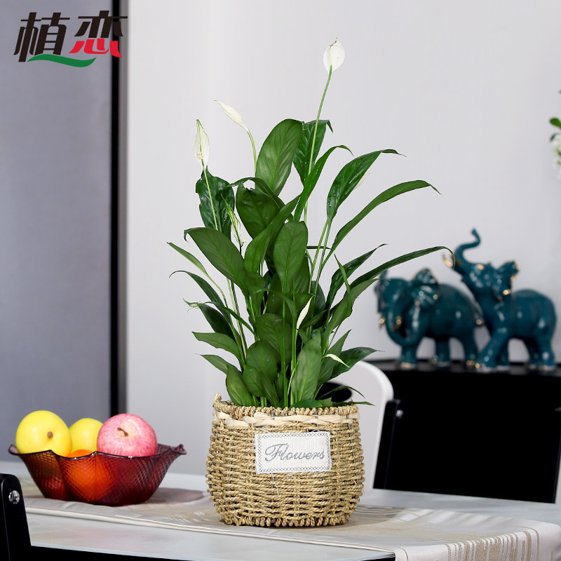 白掌 一帆风顺盆栽盆景花卉绿植无锡江阴张家港绿植配送苏州昆山