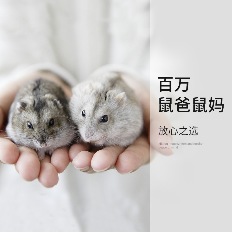 宠尚天仓鼠粮食营养自配五谷主粮花枝鼠金丝熊饲料面包虫干用品