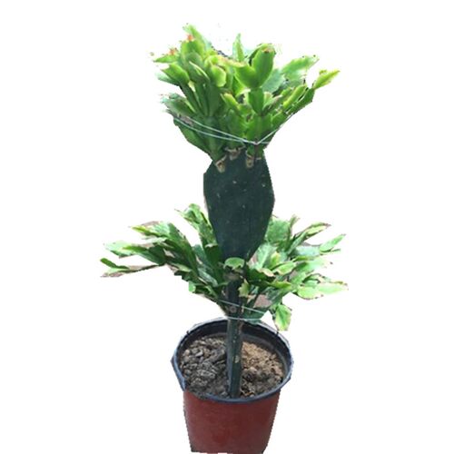 仙人掌嫁接蟹爪兰双层嫁接令箭荷花盆栽带花多色四季多肉植物盆景