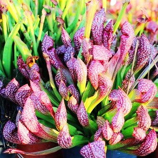 瓶子草盆栽食虫植物猩红瓶子草