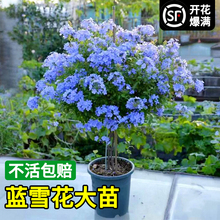 蓝雪花盆栽大苗棒棒糖老桩小木槿花卉爬藤植物室内花易活四季阳台