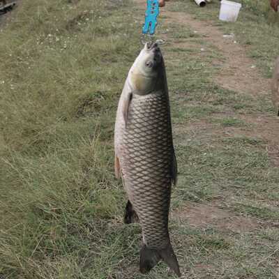 新款直销控鱼器 钓鱼钳 路亚钳 鱼嘴钳夹鱼起鱼工具 不锈钢控鱼钳