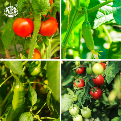 中保粉钻枯草芽孢杆菌粉红粘帚霉土壤改良生根壮苗增产微生物菌剂