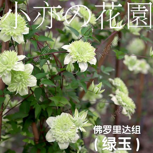 铁线莲爬藤乌托邦新幻紫小绿玉大河紫子丸向阳恭子美好回忆祝福H