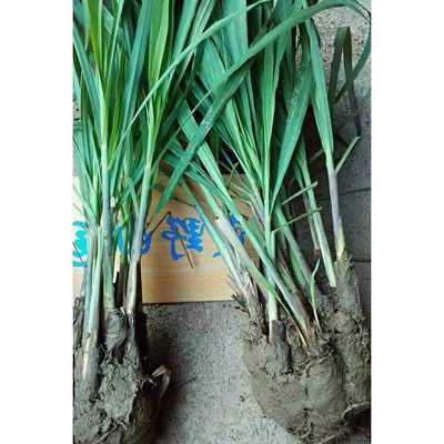 10 Lemongrass grass lentinum citronella plant Thai