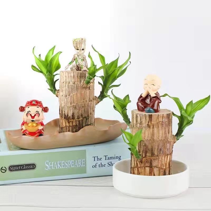 巴旦木盆栽幸运巴西木鎏金盆财神格鲁特萌娃盆栽客厅水培植物