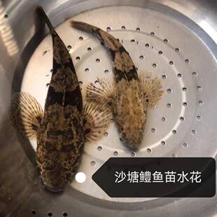沙塘鳢鱼苗水花 虎头鲨水花 呆子鱼水花 塘鳢土布土才鱼土婆鱼