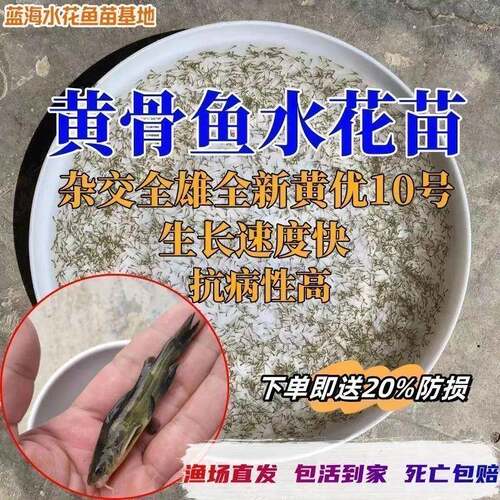 黄骨鱼水花苗黄颡昂刺鱼活体黄鸭叫淡水养殖鸭嘴鱼黄骨鱼军鱼苗