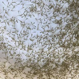 虎头鲨鱼苗水花沙塘鳢鱼苗水花呆子鱼水花塘鳢土布土才鱼土婆鱼