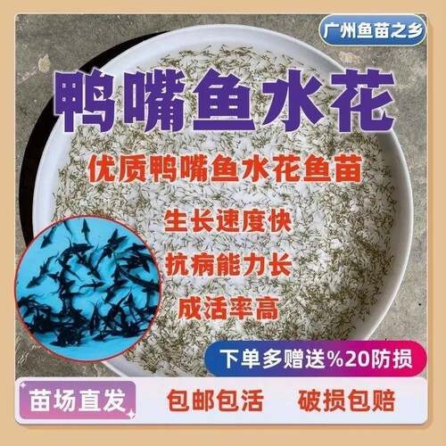鸭嘴鱼水花鱼苗淡水观赏鱼水花鲟龙鳜鱼苗黄骨鱼鲟鱼苗军鱼苗