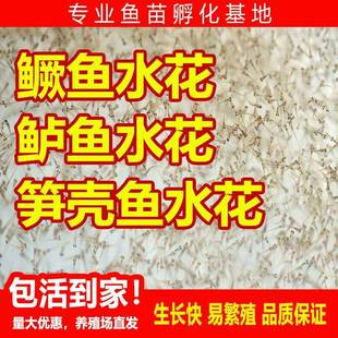 鳜鱼苗水花桂鱼苗黑鱼苗鲈鱼苗笋壳鱼桂花鱼苗淡水斑鳜生鱼沙塘鳢