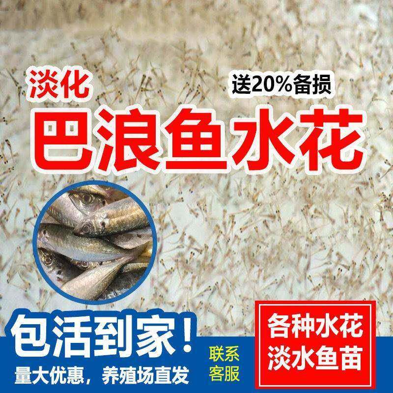 淡化巴浪鱼水花苗东山岛池鱼王竹莢蓝圆鯵刺身养殖食用好养路亚