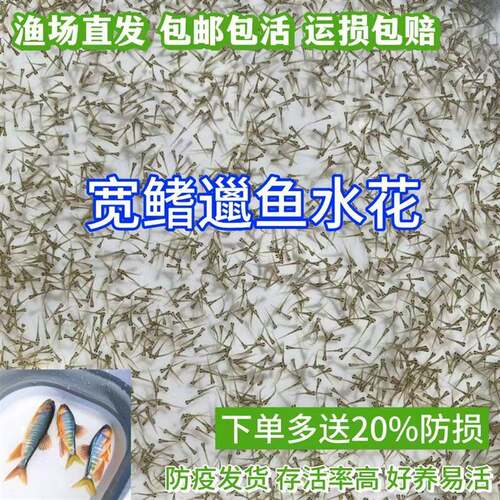 宽鳍鱲水花 溪流宽鳍鱲活体小型冷水鱼水花 桃花溪流鱼不加温