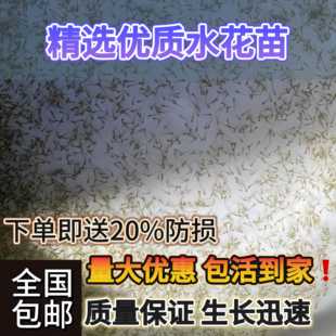 桂花鱼水花鱼苗淡水鳜鱼苗活体养殖路亚花斑桂鱼肉食性鱼苗水花苗