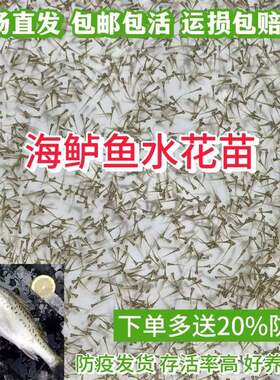 海鲈鱼水花苗 海鱼水花苗 七星鲈鱼水花苗 海水养殖鲈鱼水花
