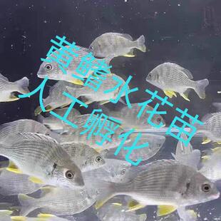 黄鳍鲷鱼苗水花 淡化新品黄脚腊立鱼水花 咸淡水底层黄鳍鱼苗水花