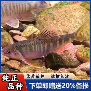 马口鱼苗水花鱼苗宽鳍鱲鱼长鳍鱲鱼红腹饲料六安发色迷你巨型桃花