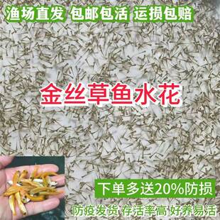金草鱼苗水花 淡水养殖冷水金丝皖鱼水花 俄罗斯金草鱼苗水花