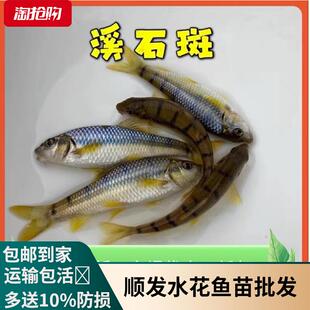 溪石斑鱼苗淡水石斑鱼苗原生光唇鱼苗水花苗养殖溪流鱼冷水鱼小鱼