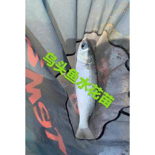 淡水乌头鱼苗水花 冷水淡水养殖乌鱼水花 梭鱼苗水花 养殖鱼苗