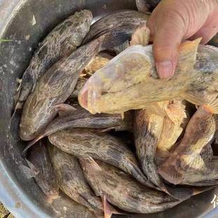 笋壳鱼水花淡水养殖鱼苗云斑尖塘鳢水花鱼苗沙塘鳢水花鱼苗