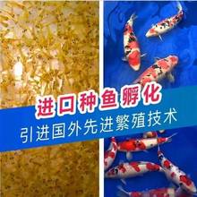 锦鲤水花鱼苗幼苗日本纯种进口丹顶红白昭和小鱼观赏鱼活鱼金鱼