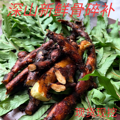 野生深山骨碎补鲜货/毛姜/生姜/猴姜/巴岩姜/泡酒老山货