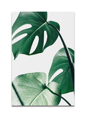 Nordic Monstera Deliciosa Green Plant Leaf Turtle Back Bambo