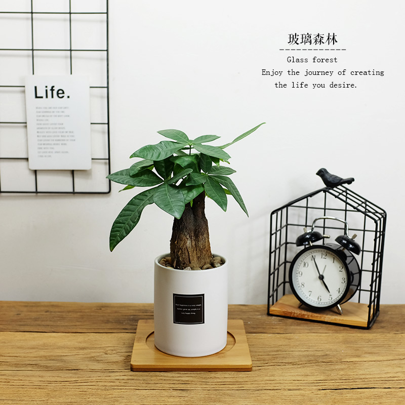 发财树盆栽植物室内招财小盆景ins绿植摇钱树卧室办公室桌面摆件