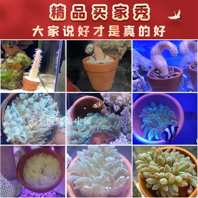奶嘴海葵窝小丑鱼繁殖罐深海淡海通用珊瑚窝地毯鱼窝水草鱼缸造景