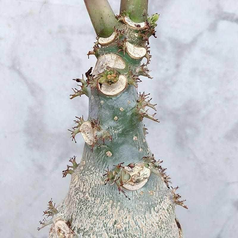 肚盆栽舍海棠佛佛肚树植物肉块根一物观花组合多一拍植物花植物