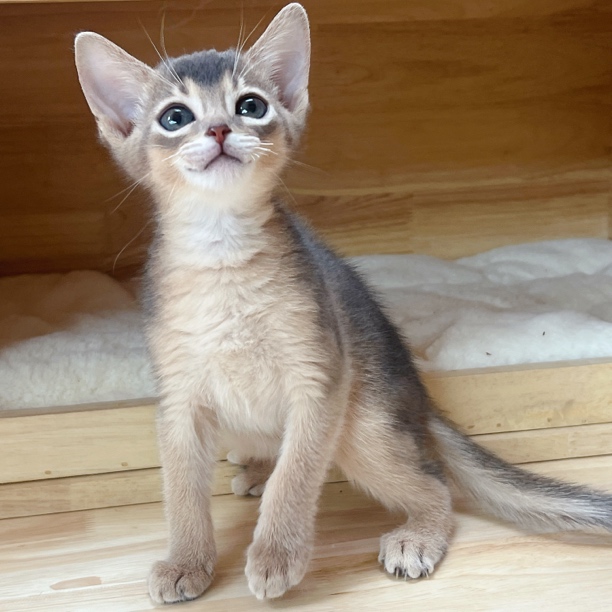 赛级血统阿比西尼亚猫 蓝阿比 法老猫 三月龄免疫全公猫 宠物猫