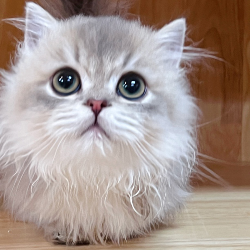 赛级蓝金渐层米努特长毛矮脚猫 蓝金拿破仑矮脚 甜美粘人免疫全公