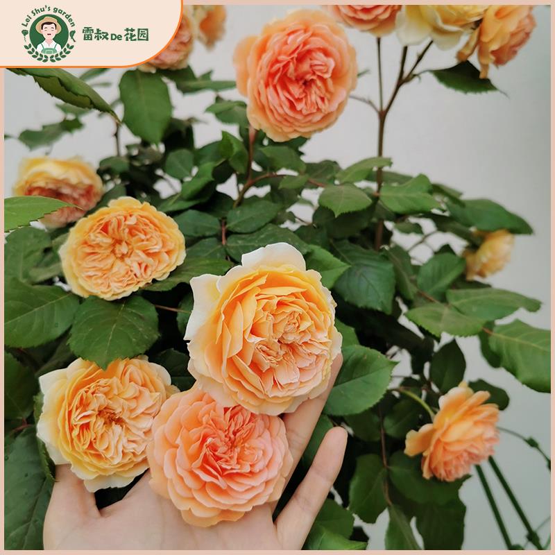 雷叔的花园玛格丽特王妃月季中大苗四季灌木爬藤大花庭院花墙拱门