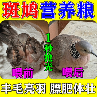 斑鸠专用粮食幼鸟专用饲料特级小颗粒鸽子食粮幼鸽鹦鹉通用营养粮