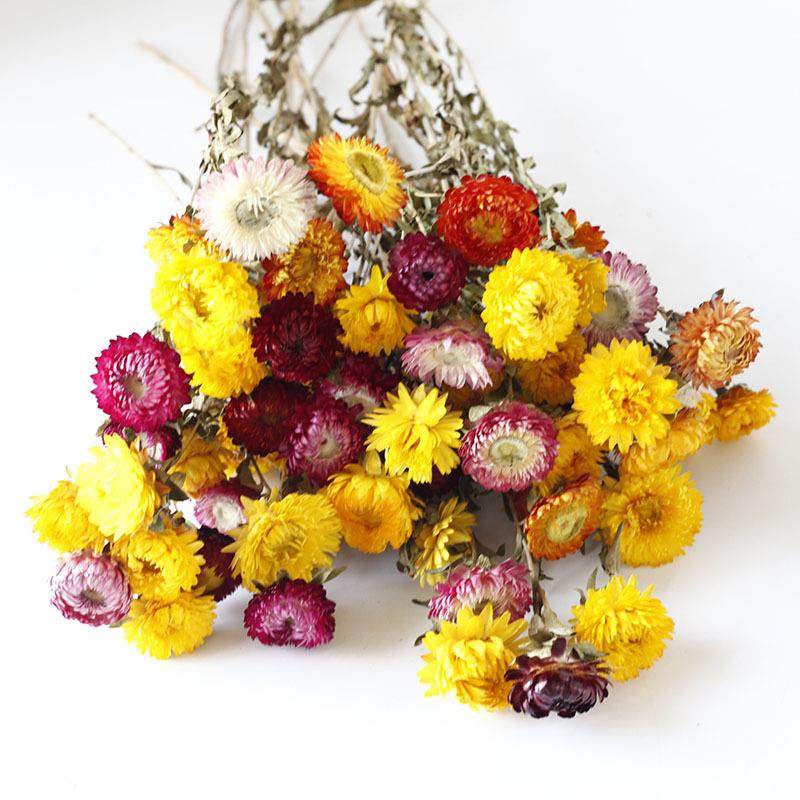 新款直销菠萝菊麦秆菊小雏菊彩菊花头小清新花束家居装饰摄影道具,家居饰品,餐桌花艺,淘宝优惠券,粉丝福利购,淘宝优惠卷