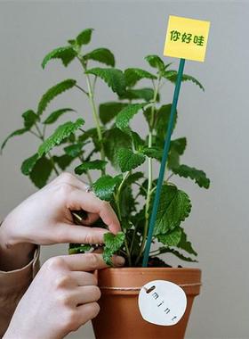 绿色竹签植物花卉防倒支伸缩杆室内外绑花固定支架插花杆金钱树单