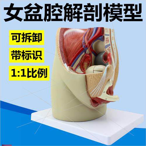 女盆腔解剖模型拆卸3件生殖泌尿消化系J统子宫盆底肌产后修复月