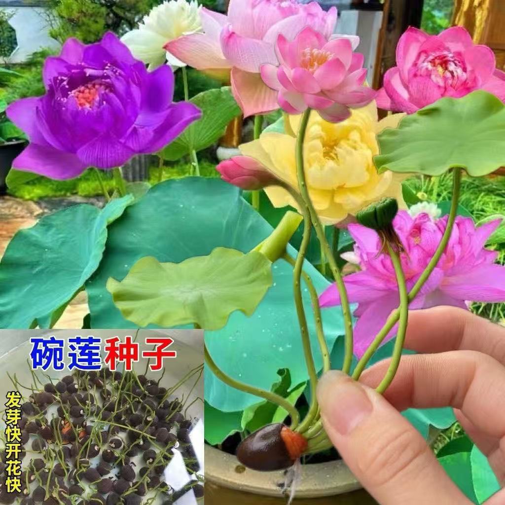 【水培开花】莲花懒人水养开花碗莲水培植物荷花阳台和鱼共养