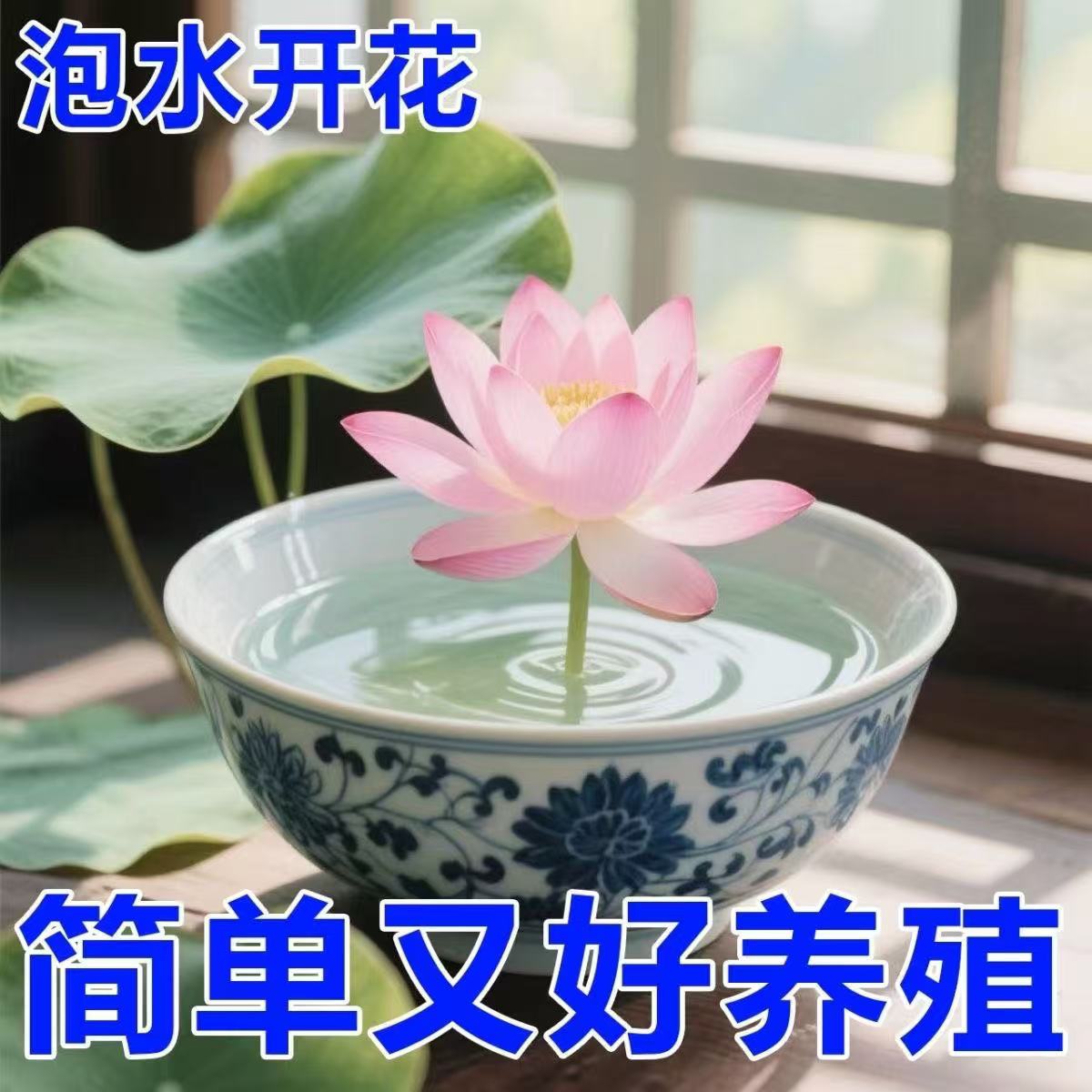 【水培开花】莲花懒人水养开花碗莲水培植物荷花阳台和鱼共养