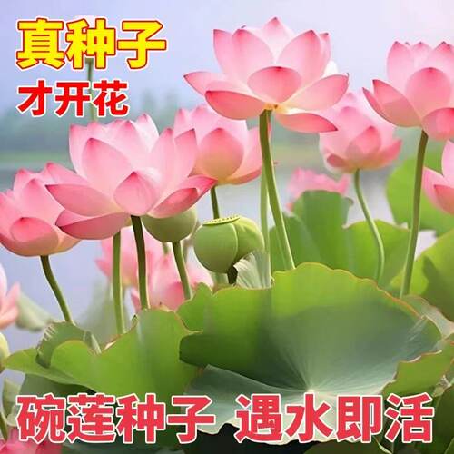 水培碗莲种籽子四季睡莲荷花水养植物种藕缸养盆栽铜钱草草籽种孑