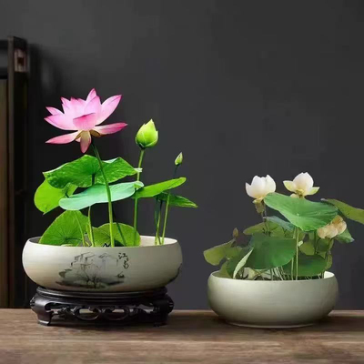 【水培开花】莲花懒人水养开花碗莲水培植物荷花阳台和鱼共养