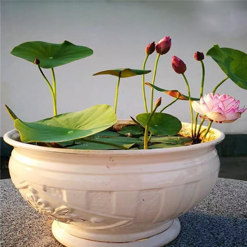 【水培开花】莲花懒人水养开花碗莲水培植物荷花阳台和鱼共养