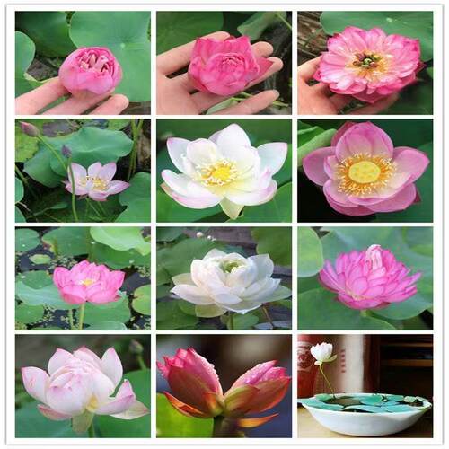 【水培开花】莲花懒人水养开花碗莲水培植物荷花阳台和鱼共养