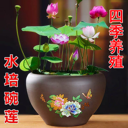 【水培开花】莲花懒人水养开花碗莲水培植物荷花阳台和鱼共养